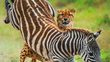 INSANE Moments of Wild Animals Messing with the Wrong Animals   Pet Spot (2)