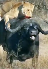 Jungle hunters  ​ Fighting animals.,@-  #shorts#fja #view