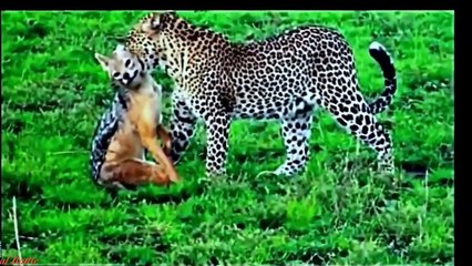 Leopard Kill Jackal & Hawk & Lion Kill Hyena & antilop best Hunting Movements #leopard #heyna