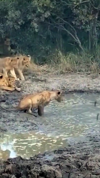 lion attack bird in mud #shorts 2022