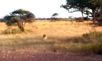 Lion attack most amazing wild animal attacks crocodile elephant lion buffalo zebra