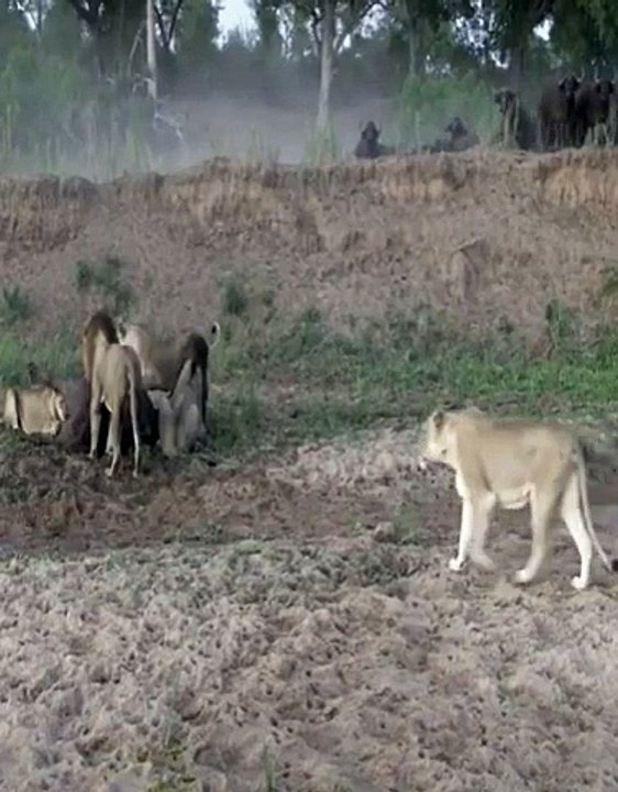 lion attacking buffalo #shorts