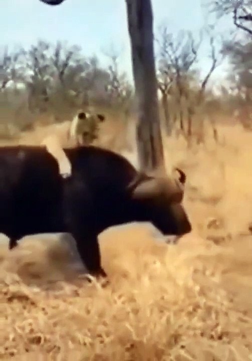 lion attacking buffalo​ #shorts