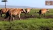 Lion Cubs Attacked by Hanes When Lion Birth   Wild Animal Attacks