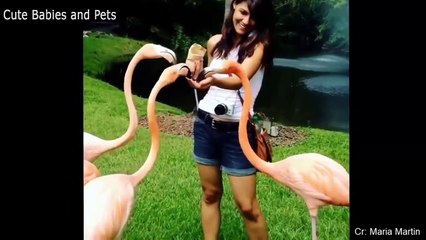 Tải video: Funny Animals Scarring And Chasing People 2021 Compilation #animals