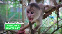 My Animal Activism: The sanctuary giving monkeys a second chance