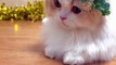 Tukur Tukur Cats _ Cute Cat Video #shorts #reels #cute #cat #cats  Tukur Tukur