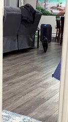 Deaf Cat's Tail Twitches at Owner's Return
