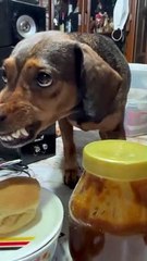 Smiling Dog Wants Some Bread