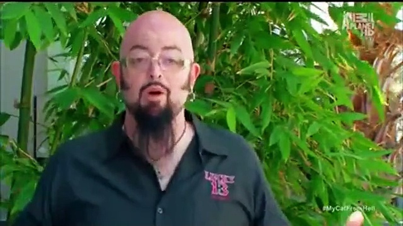 My cat from hell - se3 - ep09 - big boi ruins our social life hd watch