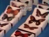 Pub Maroc Allumettes Papillon -Lfaracha- rtm