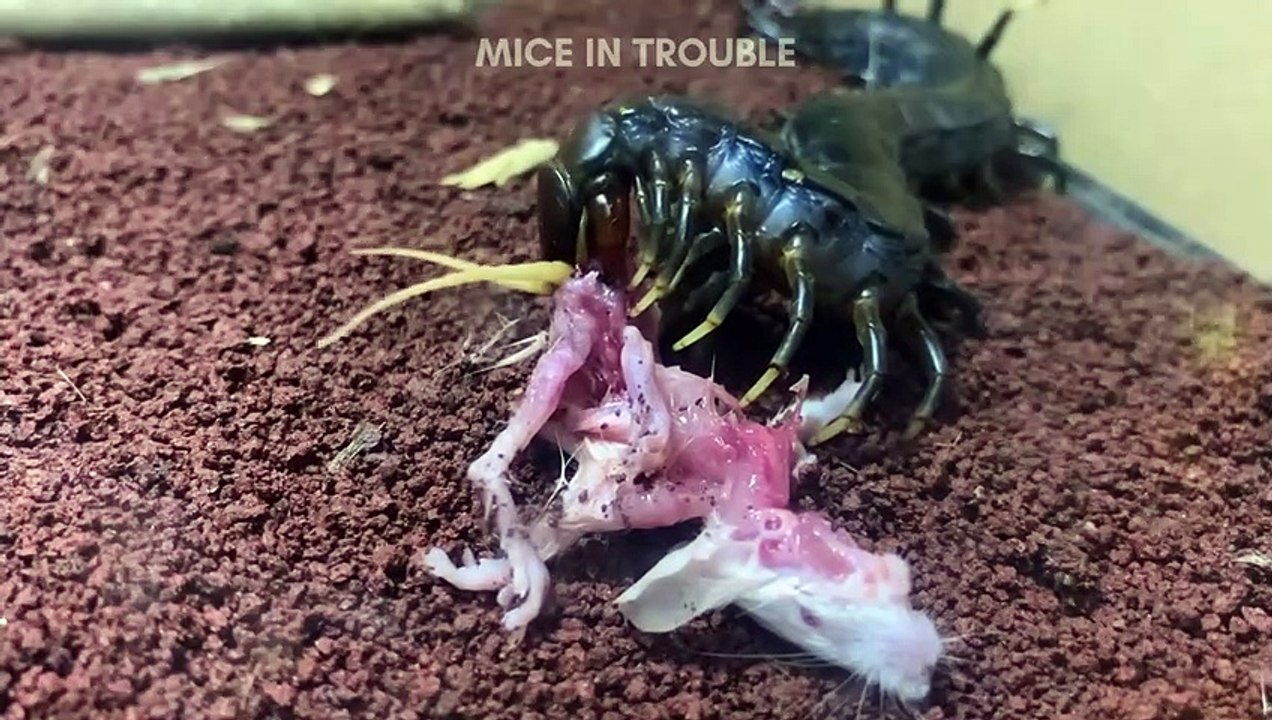 GIANT CENTIPEDE EATS WHOLE MOUSE ️SCIENCE EDUCATION LIVE FEEDING ️PART ...