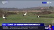 Réchauffement climatique: les cigognes ne migrent plus vers l’Afrique