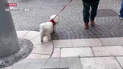 Série d’empoissonnements de chiens : le mystère plane