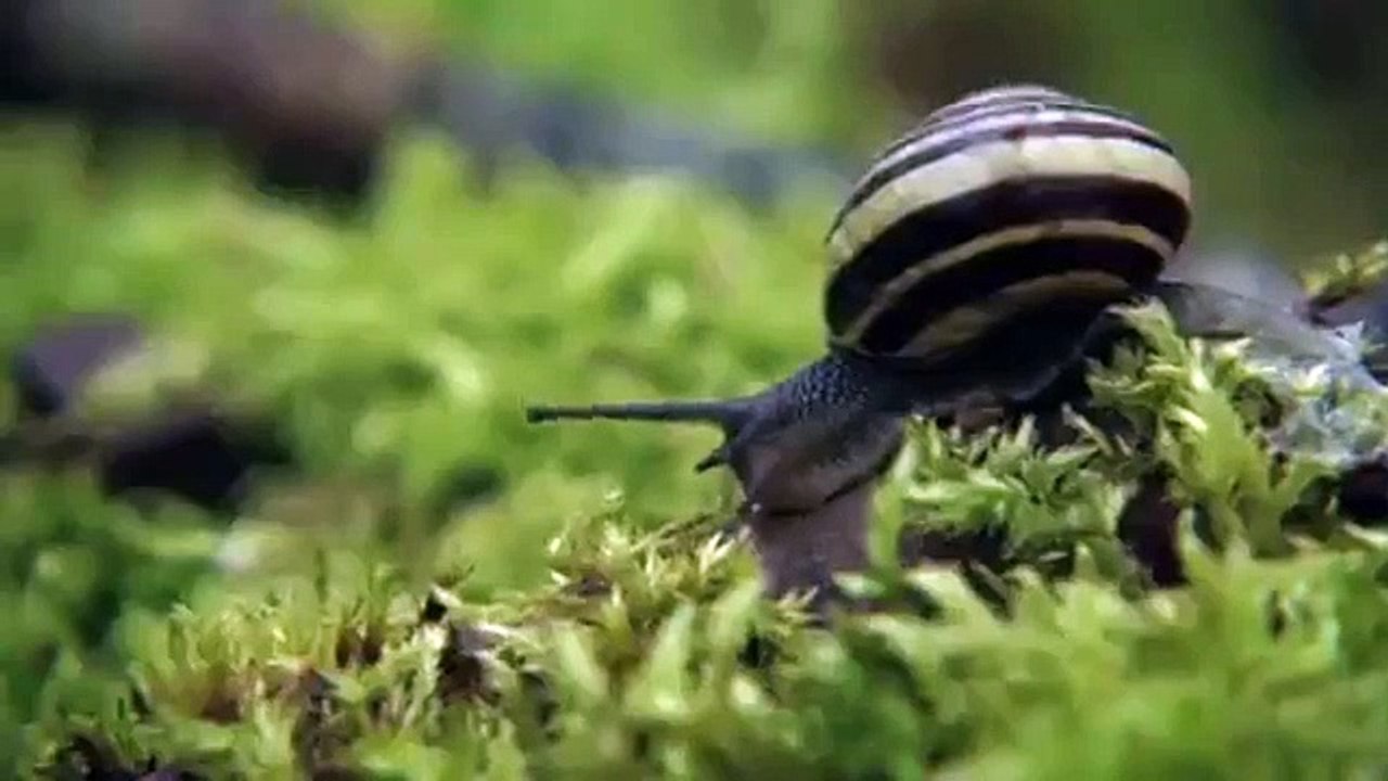 Masters Of Horror - Se2 - Ep06 HD Watch