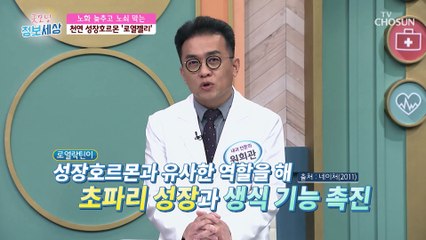 노화된 세포 재생 및 복구에 도움을 주는 로열젤리 TV CHOSUN 230113 방송