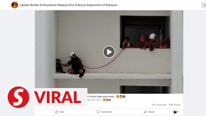 Video of shy puppy 'ignoring' a fireman trying to save it from a ledge goes viral