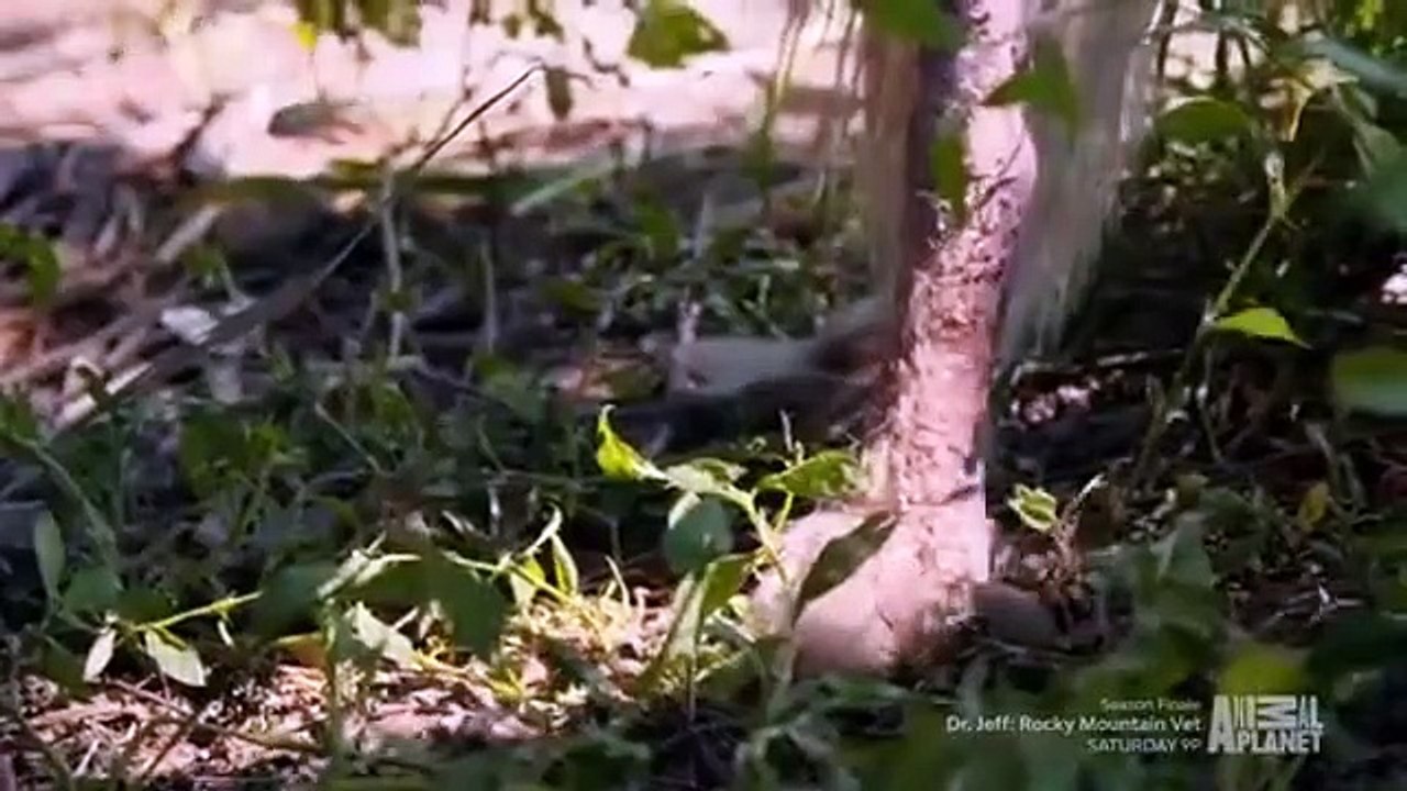 Dr. Jeff - Rocky Mountain Vet - Se4 - Ep09 HD Watch