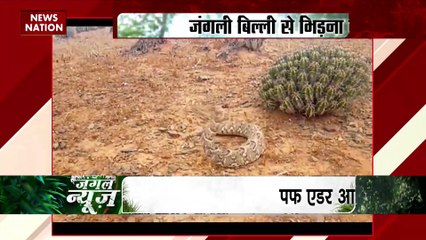 Jungle News : पहाड़ी बकरी पर बाज का हमला |