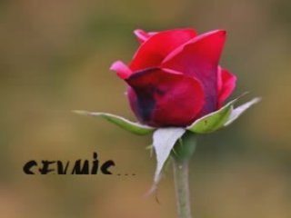 MURAT GÖGEBAKAN-SEVDİM(www.yusuflar.net)