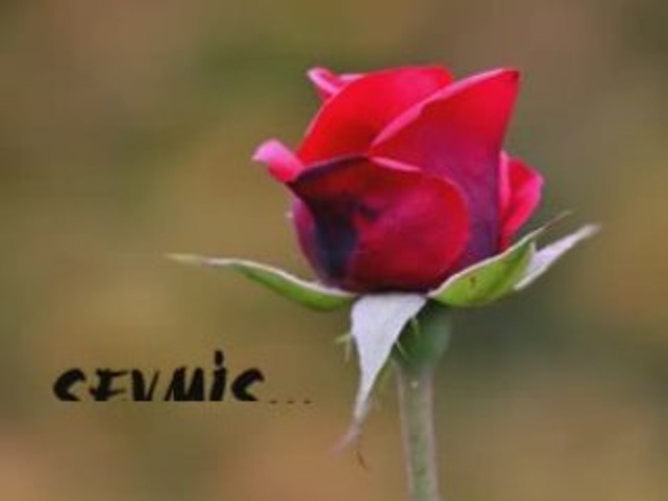 MURAT GÖGEBAKAN-SEVDİM(www.yusuflar.net)