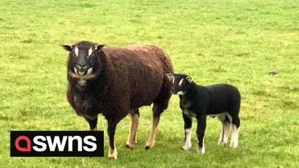 Breed of rare sheep that look like BADGERS has successfully been bred in England