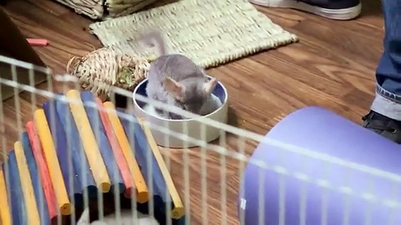 Animal Cribs - Se2 - Ep02 - Chinchilla Chill Pad HD Watch