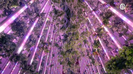 Ekonoke cultivo sostenible del lúpulo de la cerveza.