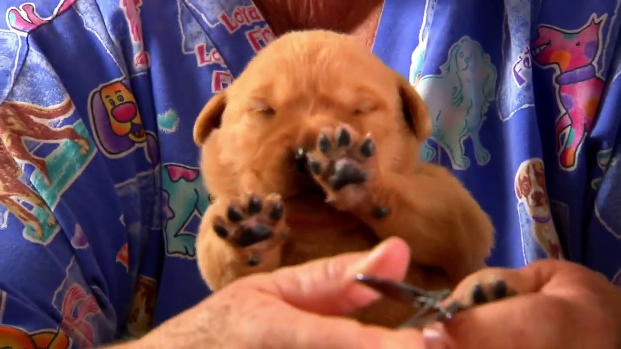 Too Cute! - Ep02 HD Watch
