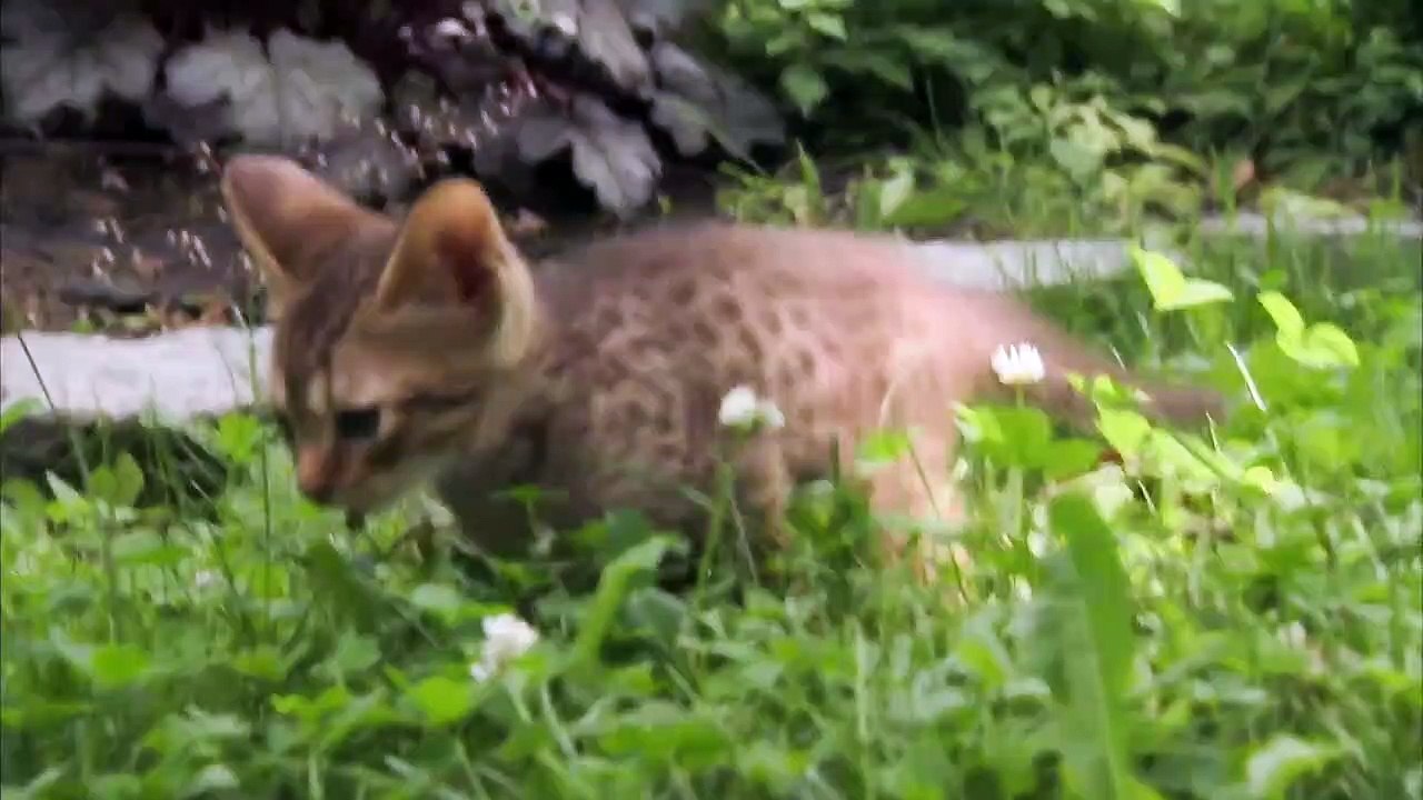 Too Cute! - Ep10 HD Watch