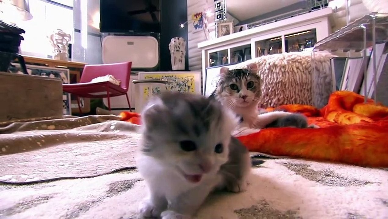 Too Cute! - Ep06 HD Watch