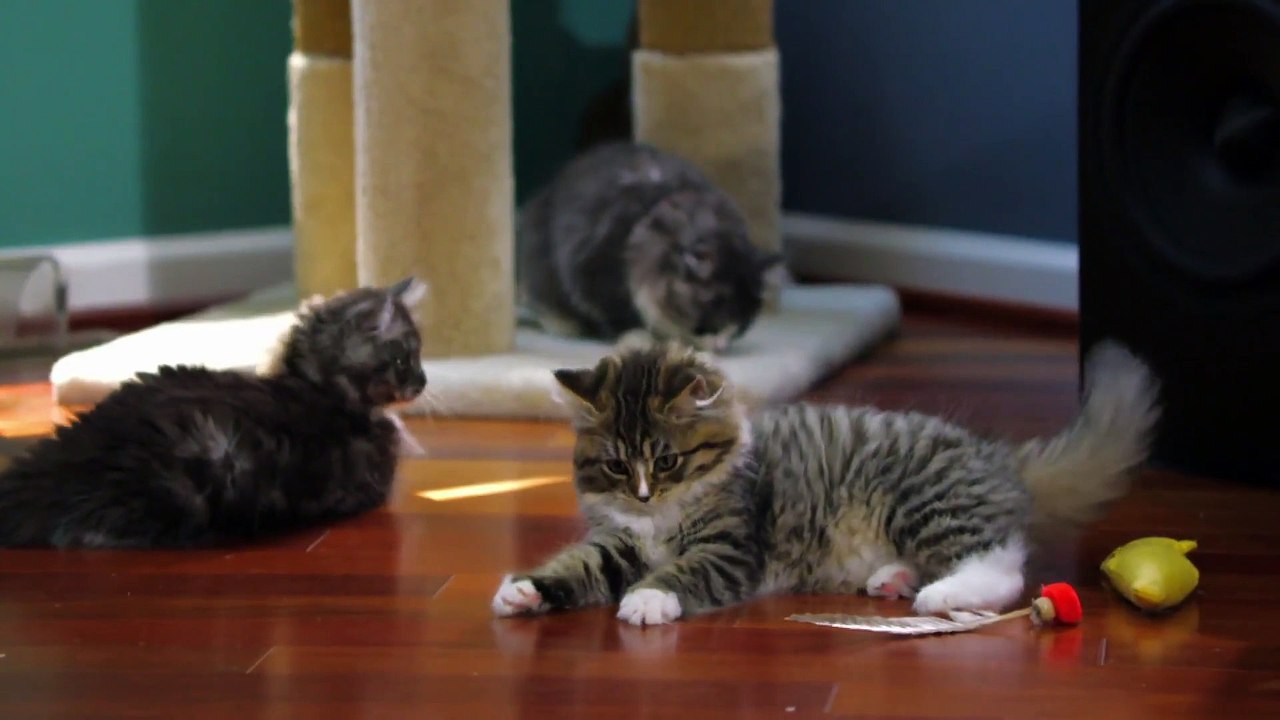 Too Cute! - Ep15 HD Watch