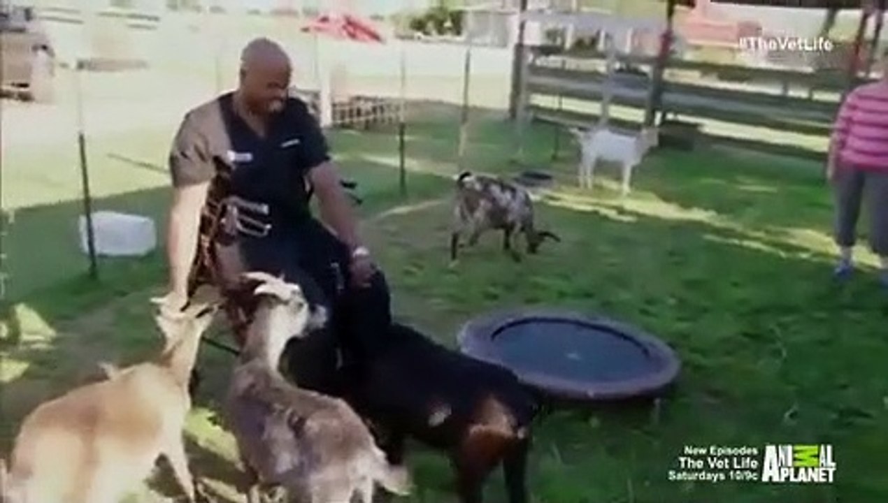 The Vet Life - Se1 - Ep03 HD Watch