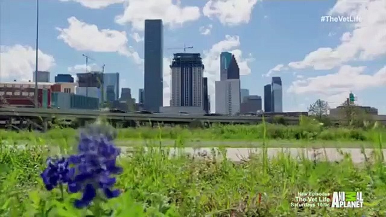 The Vet Life - Se1 - Ep06 HD Watch