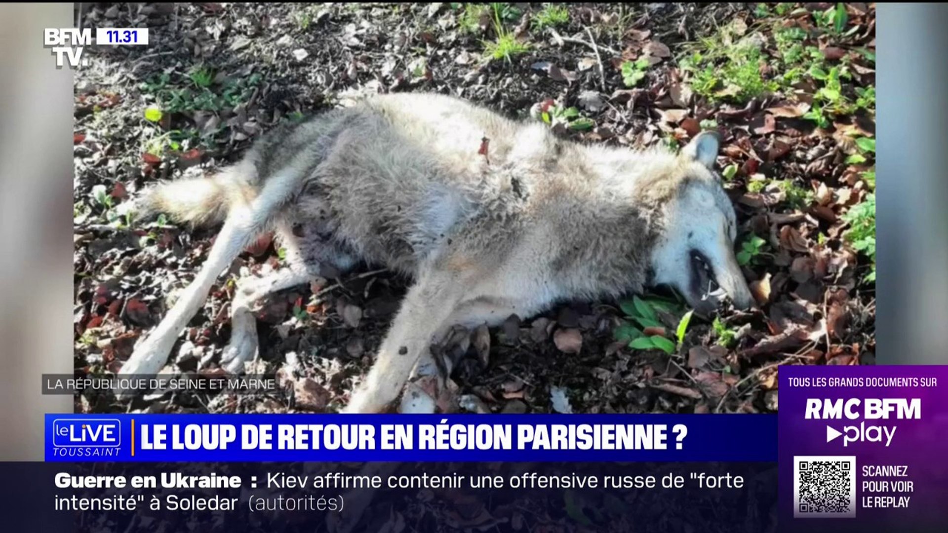 Le loup fait son retour en Ile-de-France