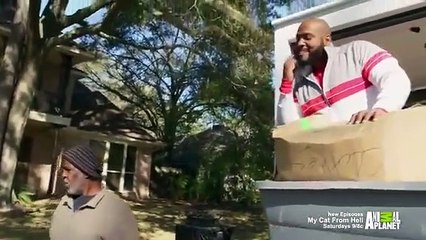 The Vet Life - Se2 - Ep04 - Emergency Engine Cat HD Watch