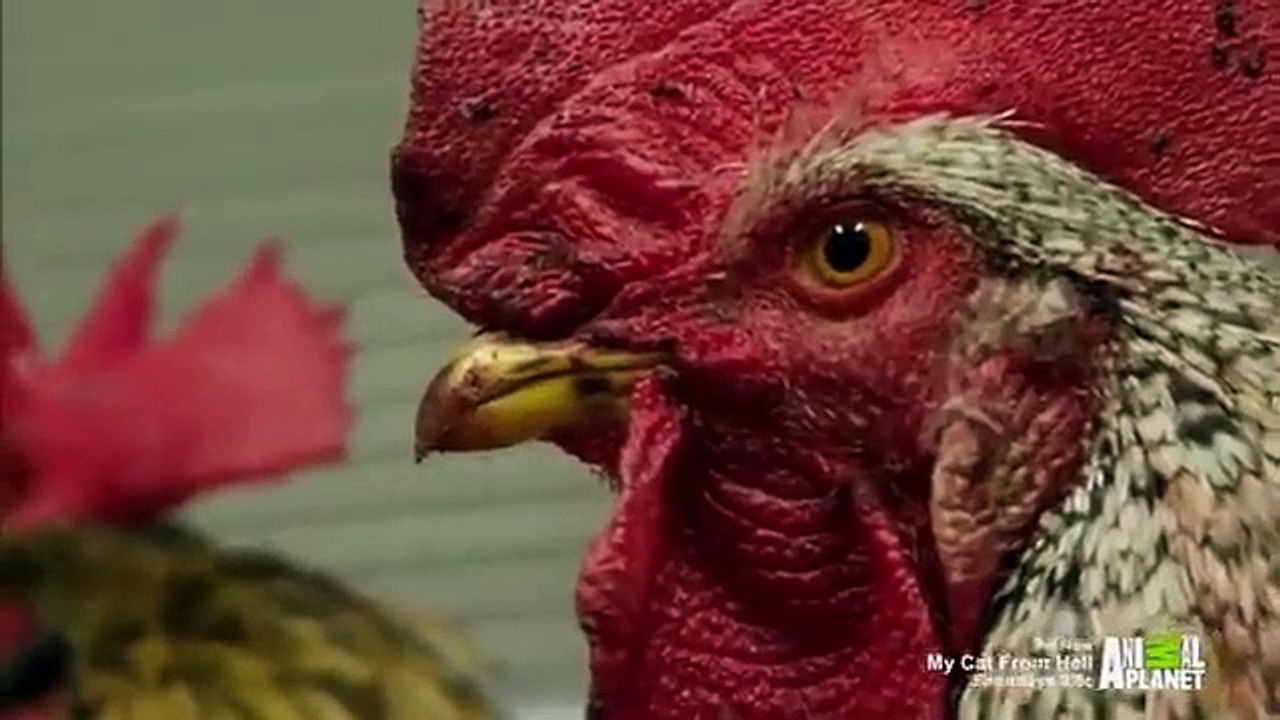 The Vet Life - Se2 - Ep05 - Little Dog, Big Problem HD Watch