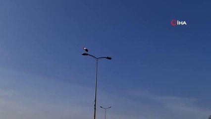 'Baharın habercisi' Karabük'ü sevdi