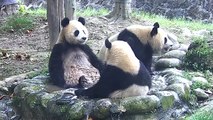 3 pandas se bañan en una reserva natural en China