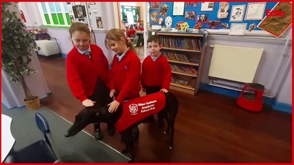 Charlie the school dog at Seaham Academy