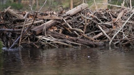 Biberdämme verhindern wohl russischen Angriff aus Belarus