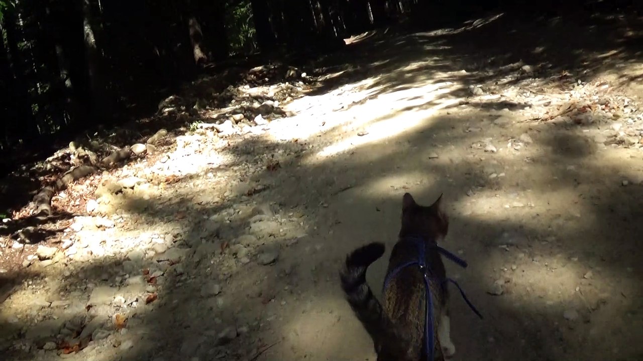 A Cat in the Forest