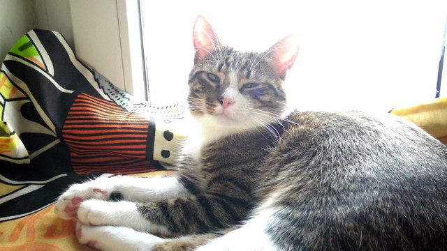 Purring Cat Makes Biscuits in the Air