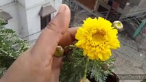 How to grow and Care Annual Chrysathemums plants