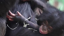 O Baby! UK Zoo Celebrates Birth of Critically Endangered Western Chimpanzee