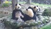 These Cute Pandas and their Shenanigans are Seen on iPanda