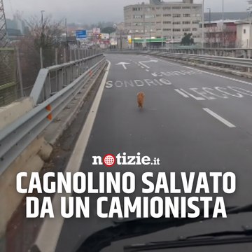 Cagnolino salvato da un camionista sulla Statale 36