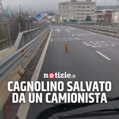 Cagnolino salvato da un camionista sulla Statale 36