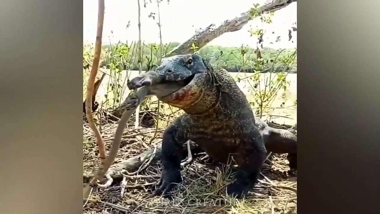 Komodo Dragon enjoying his food.