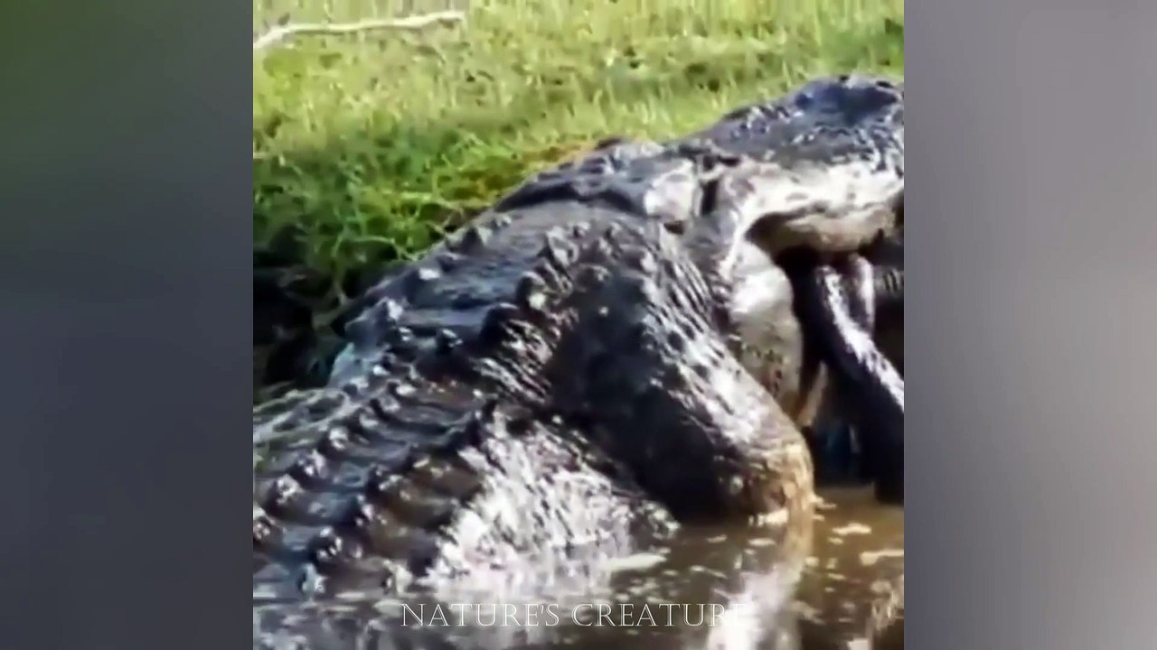 Big Boy Eats Small Boy